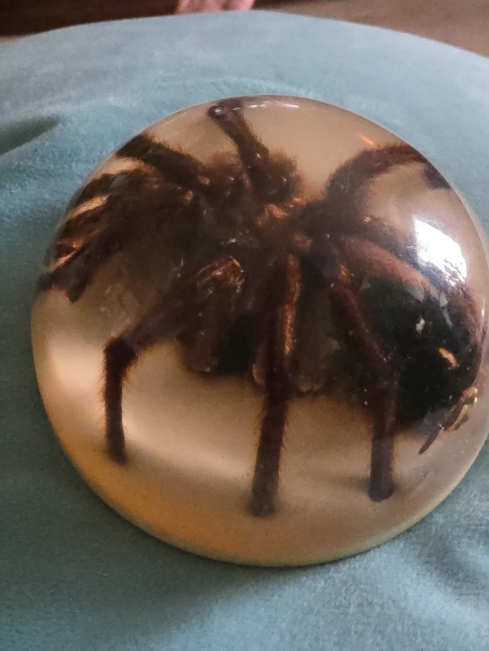 Tarantula Spider - Picture 5 of 6